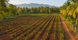 Premium Red-Soil Farmland
