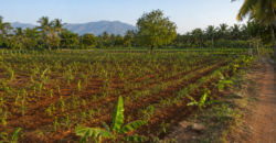 Premium Red-Soil Farmland