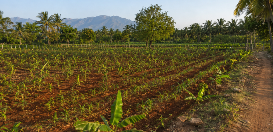 Premium Red-Soil Farmland