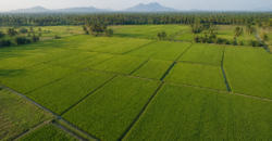 Fertile Agricultural Land