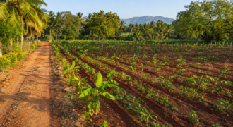 Premium Red-Soil Farmland
