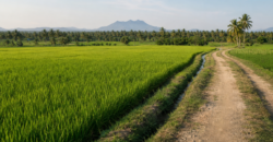 Fertile Agricultural Land